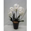静岡県富士市大木生花店の花　胡蝶蘭鉢植え