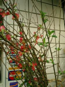木瓜（ぼけ）｜「大木生花店」　（静岡県富士市の花キューピット加盟店 花屋）のブログ