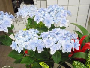 今日は青い紫陽花｜「大木生花店」　（静岡県富士市の花キューピット加盟店 花屋）のブログ