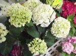 何と無く｜「大木生花店」　（静岡県富士市の花キューピット加盟店 花屋）のブログ