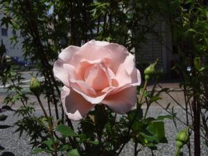 鉢植えです｜「大木生花店」　（静岡県富士市の花キューピット加盟店 花屋）のブログ